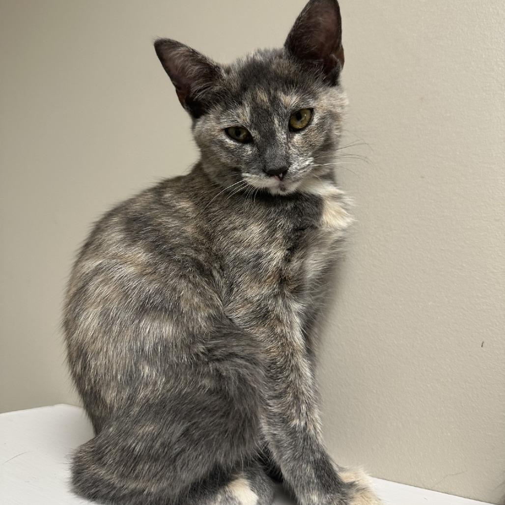 Enlarge Opal, a Adoptable American Shorthair in Blue Ridge, GA image 3/4