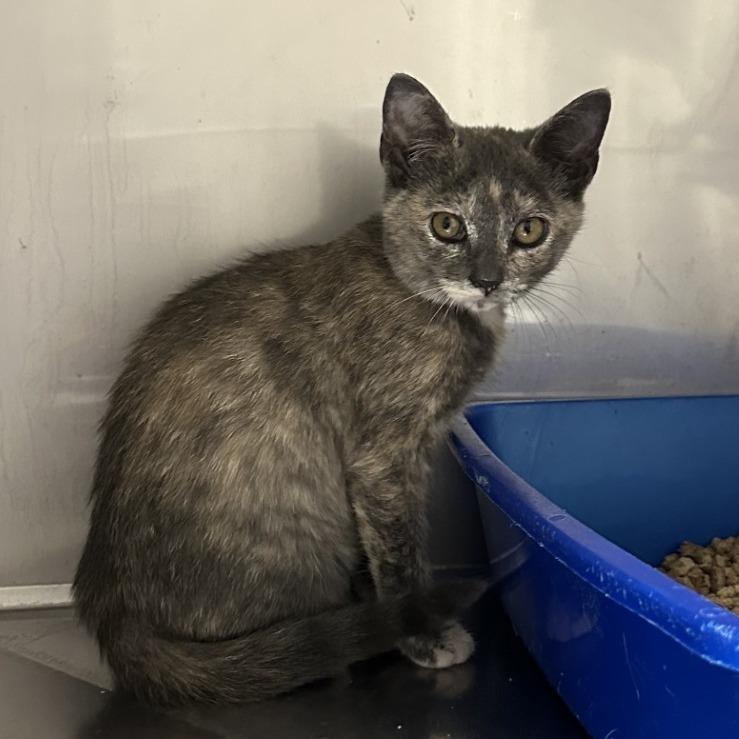 Enlarge Opal, a Adoptable American Shorthair in Blue Ridge, GA image 4/4