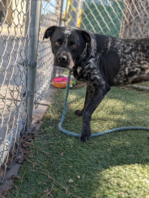 ROXY, Adoptable, Adult Female Pointer & Mixed Breed.