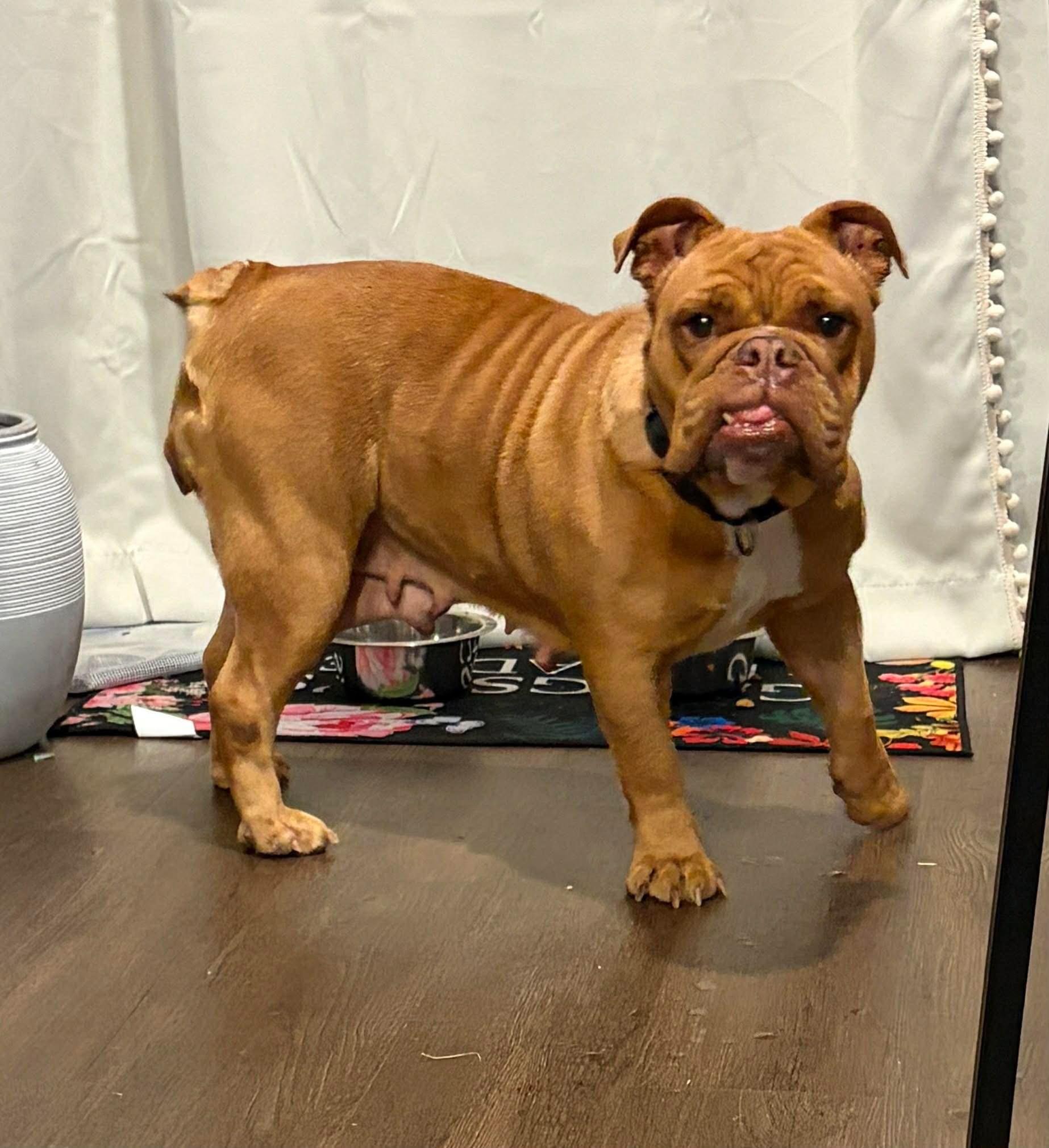 Ginger, ADOPTABLE, Adult Female English Bulldog.
