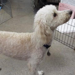 Sammy, an adoptable Poodle in Green Valley, AZ, 85614 | Photo Image 4