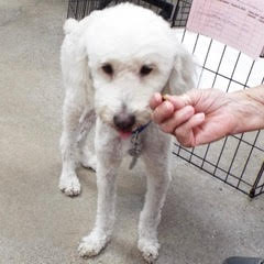 Sammy, an adoptable Poodle in Green Valley, AZ, 85614 | Photo Image 3