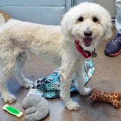 Sammy, an adoptable Poodle in Green Valley, AZ, 85614 | Photo Image 1
