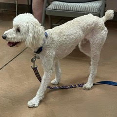 Sammy, an adoptable Poodle in Green Valley, AZ, 85614 | Photo Image 2