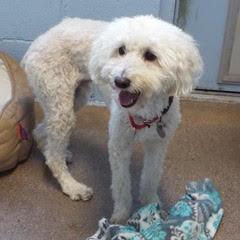 Sammy, an adoptable Poodle in Green Valley, AZ, 85614 | Photo Image 6
