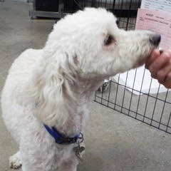 Sammy, an adoptable Poodle in Green Valley, AZ, 85614 | Photo Image 5