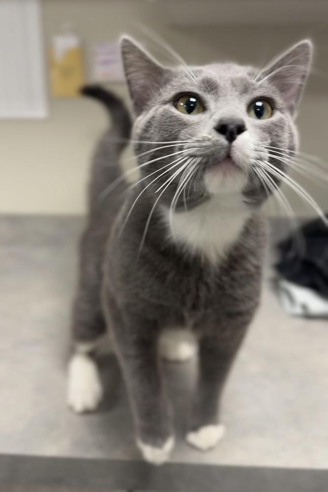 Cowboy, Adoptable, Adult Male Domestic Short Hair.