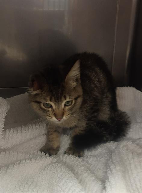 POE, Adoptable, Kitten Male Domestic Short Hair.