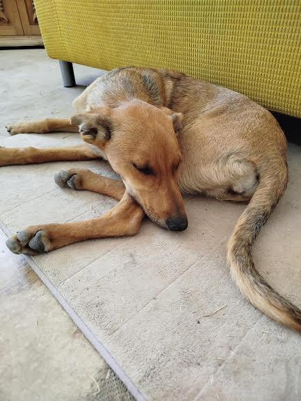 Josephine — thumbnail 2