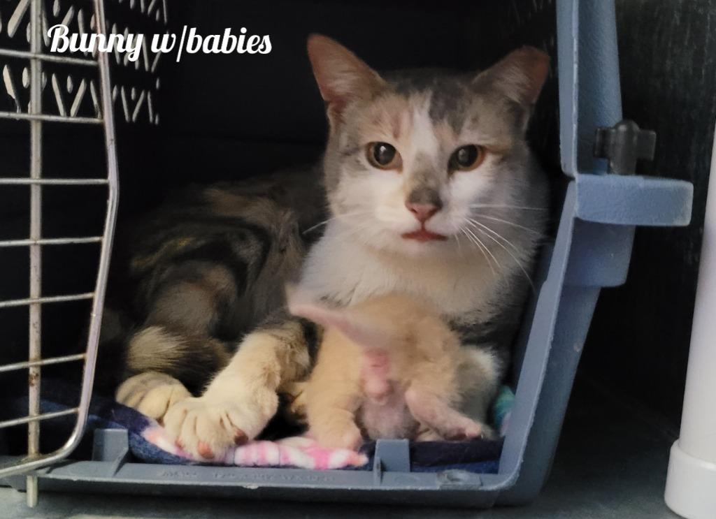 Bunny, Adoptable, Adult Female Domestic Short Hair.