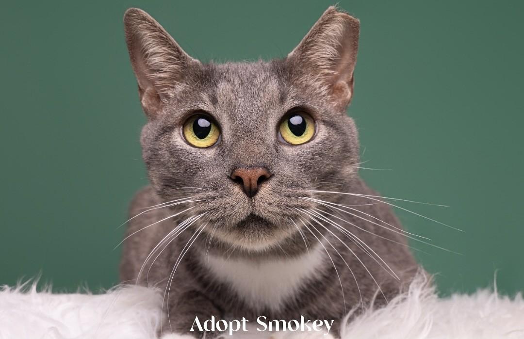 Smokey, Adoptable, Adult Male Domestic Short Hair.