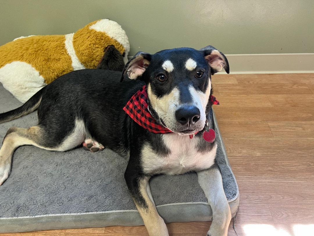 Enlarge Buzz loves hugs!, a Adoptable mixed breed in Yellville, AR image 1/6