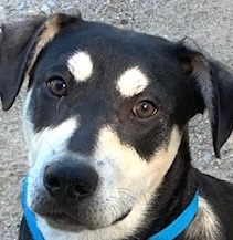 Enlarge Buzz loves hugs!, a Adoptable mixed breed in Yellville, AR image 3/6