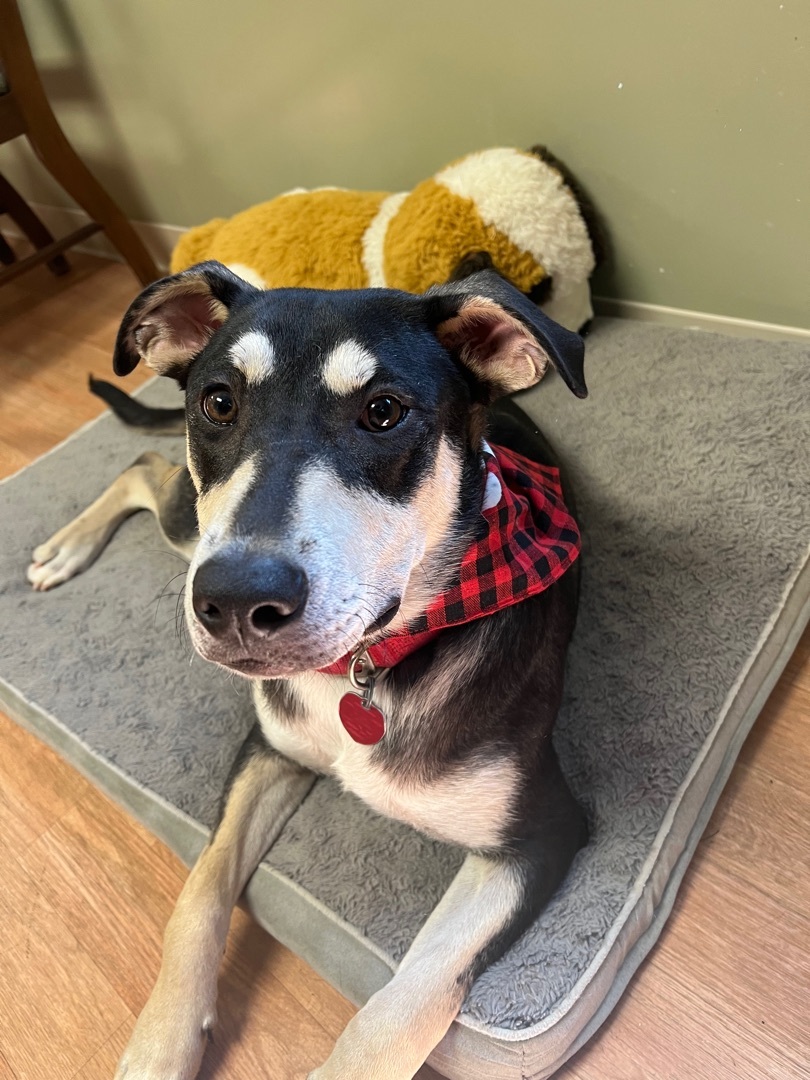 Enlarge Buzz loves hugs!, a Adoptable mixed breed in Yellville, AR image 4/6