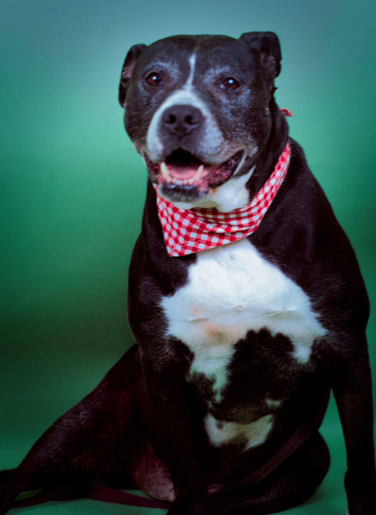 Enlarge Farley, a Adoptable mixed breed in Holly Springs, MS image 2/3