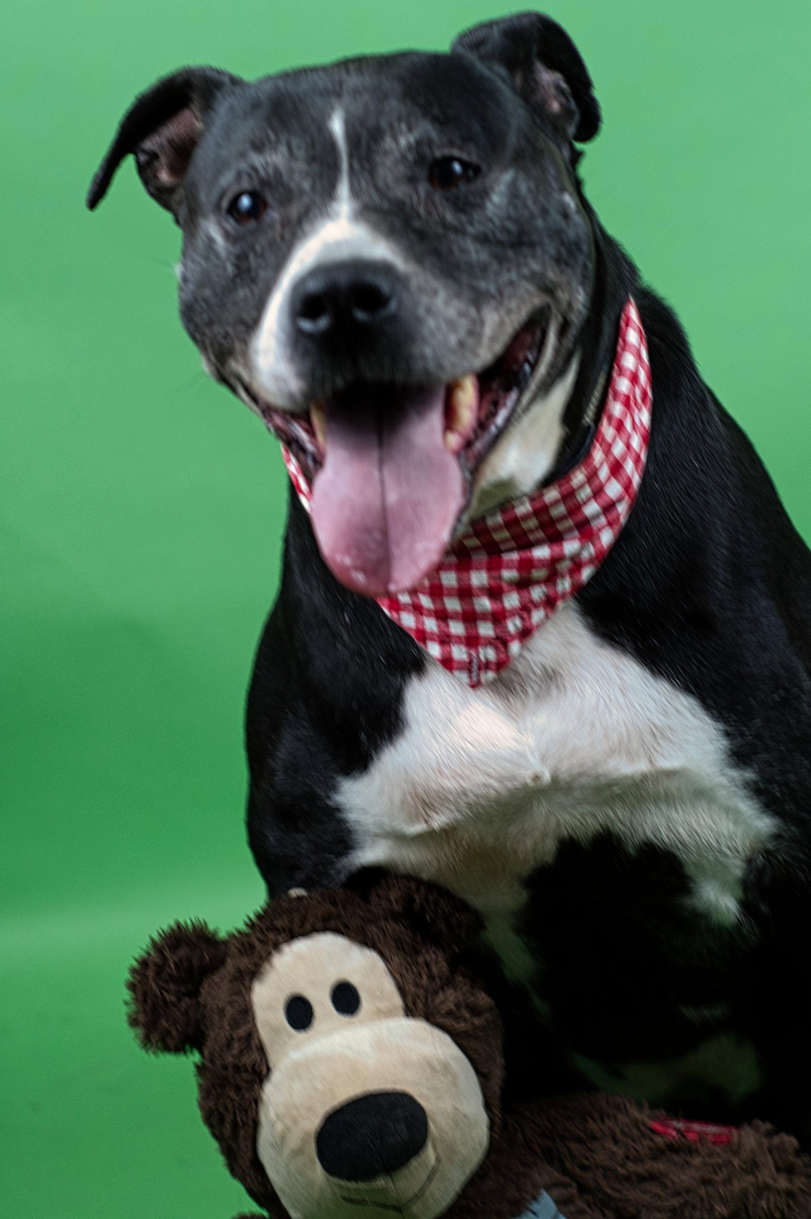 Enlarge Farley, a Adoptable mixed breed in Holly Springs, MS image 3/3