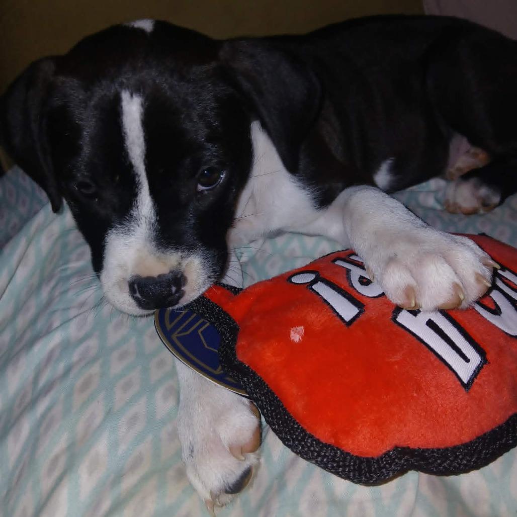 Mishka, Adoptable, Puppy Female Pit Bull Terrier & Mixed Breed.