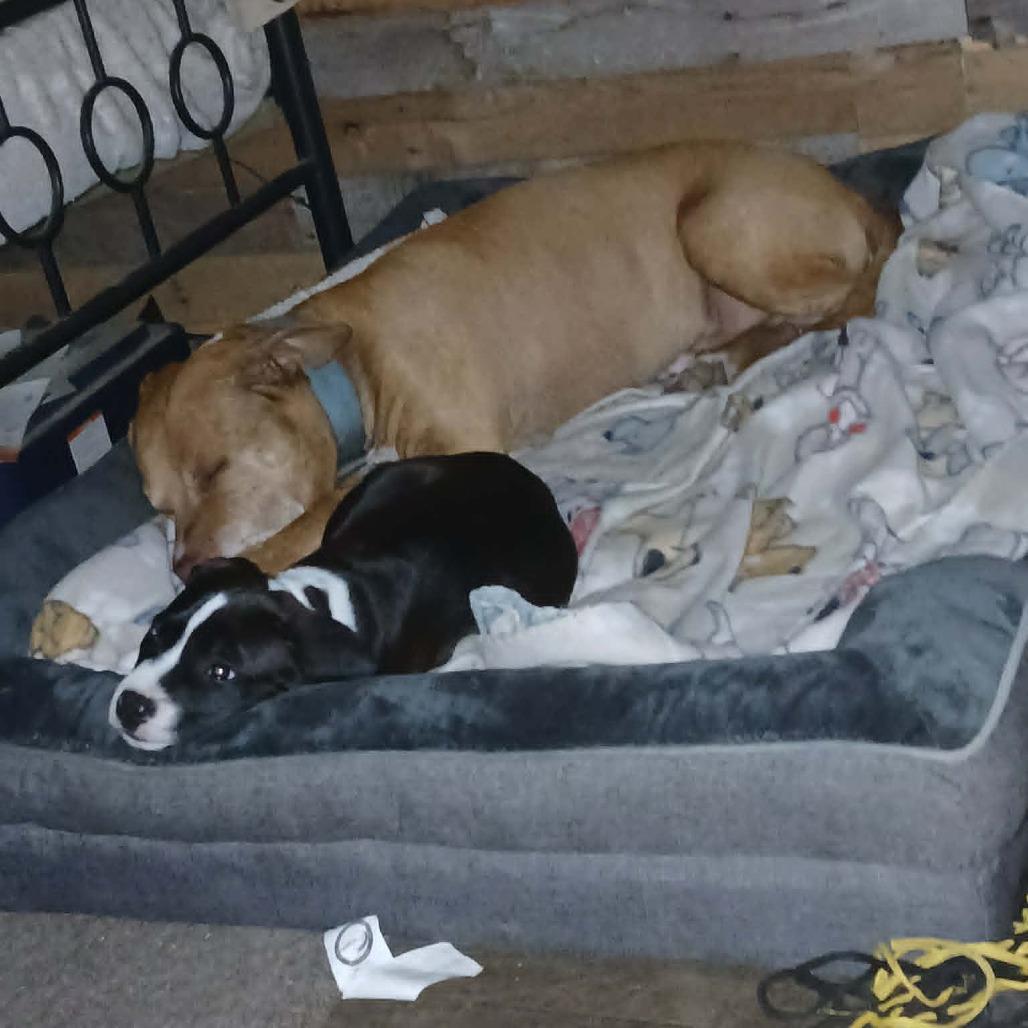 Enlarge Mishka, a Adoptable mixed breed in Farmersville, OH image 2/4