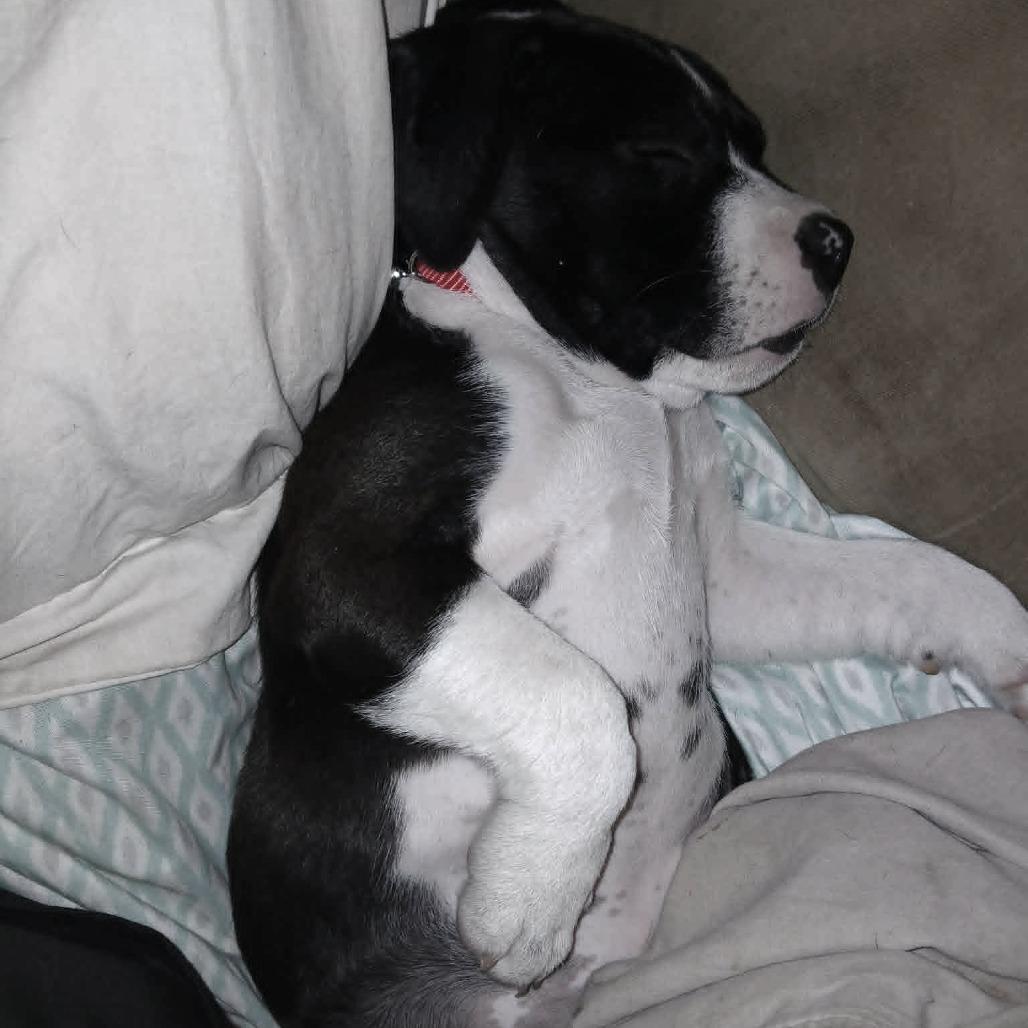 Enlarge Mishka, a Adoptable mixed breed in Farmersville, OH image 3/4
