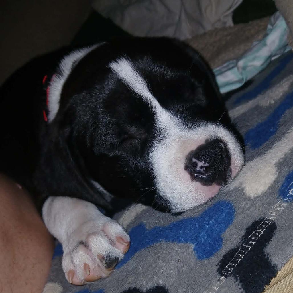 Enlarge Mishka, a Adoptable mixed breed in Farmersville, OH image 4/4