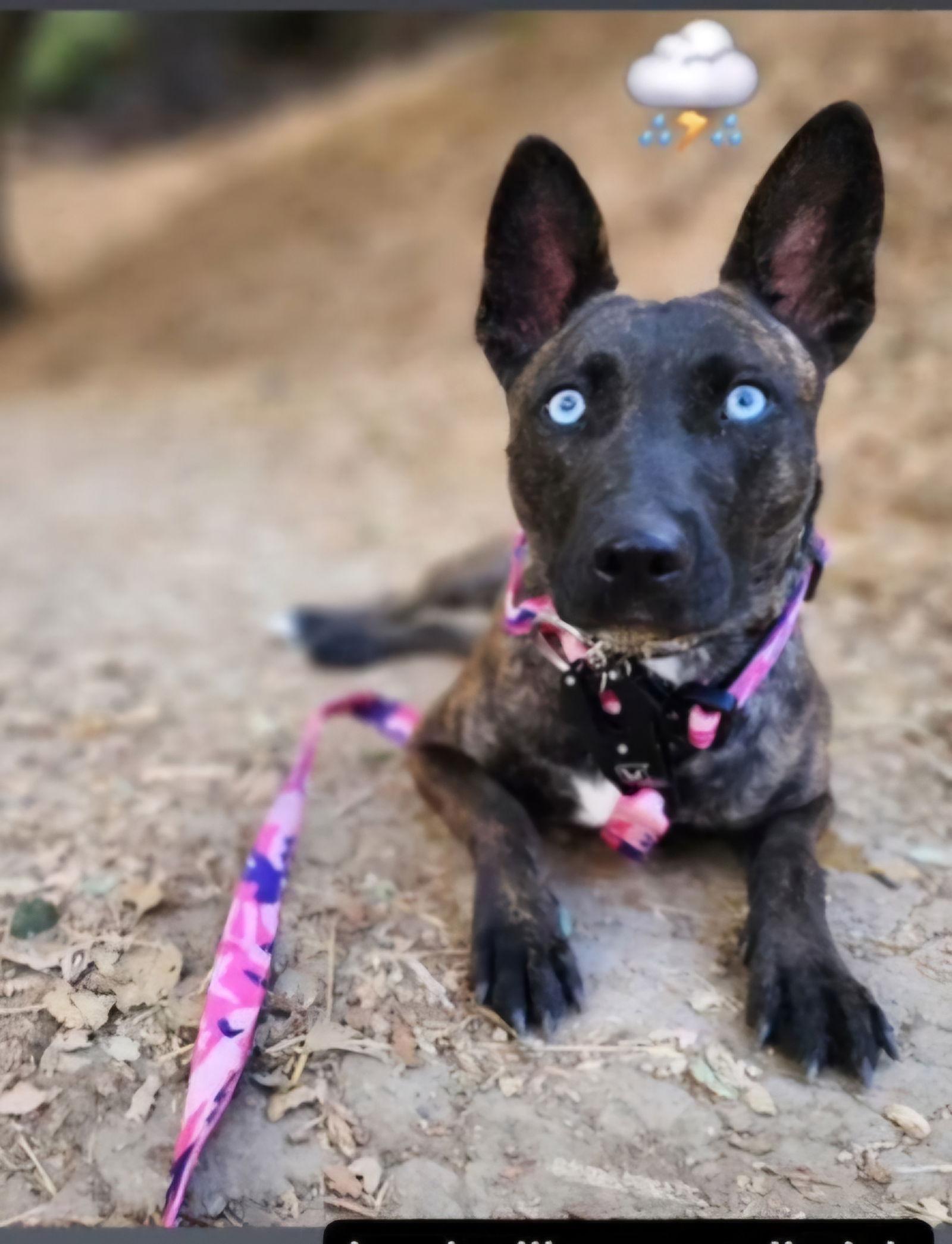 Rain, Adoptable, Young Female Dutch Shepherd & Shepherd.