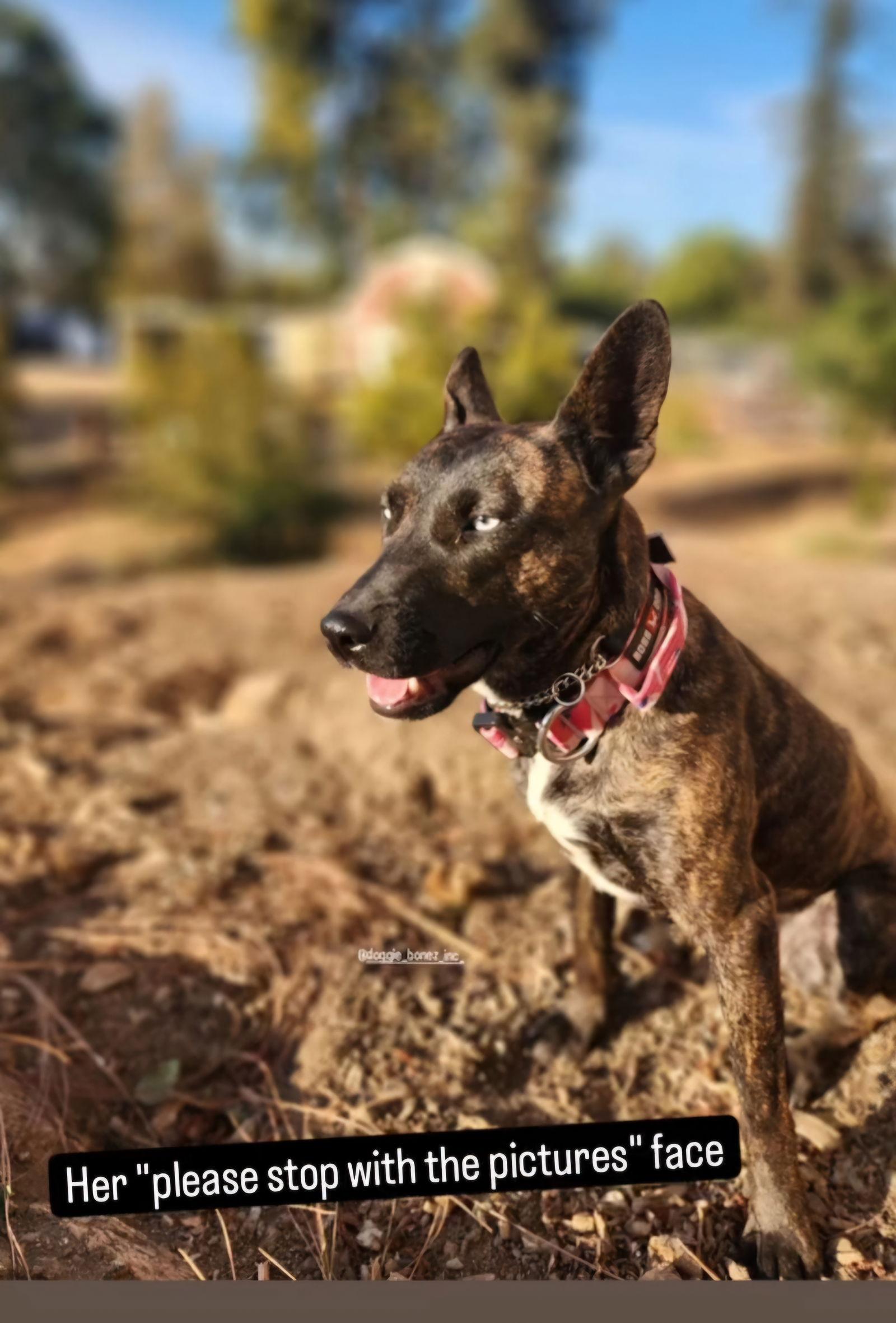 Enlarge Rain, a Adoptable mixed breed in San Juan Capistrano, CA image 2/3
