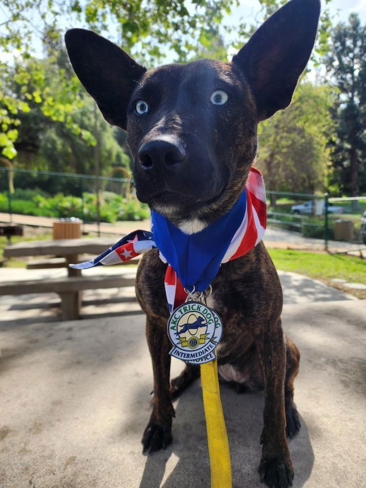 Enlarge Rain, a Adoptable mixed breed in San Juan Capistrano, CA image 3/3