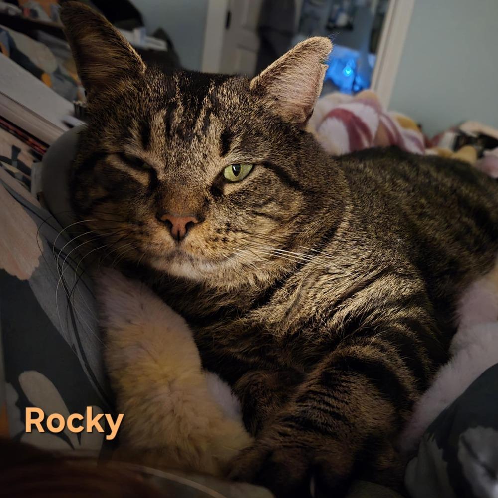 Rocky, a Adoptable mixed breed in Plumerville, AR image 1/3