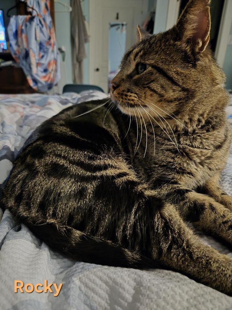 Rocky, Adoptable, Adult Male Tabby & Domestic Short Hair.