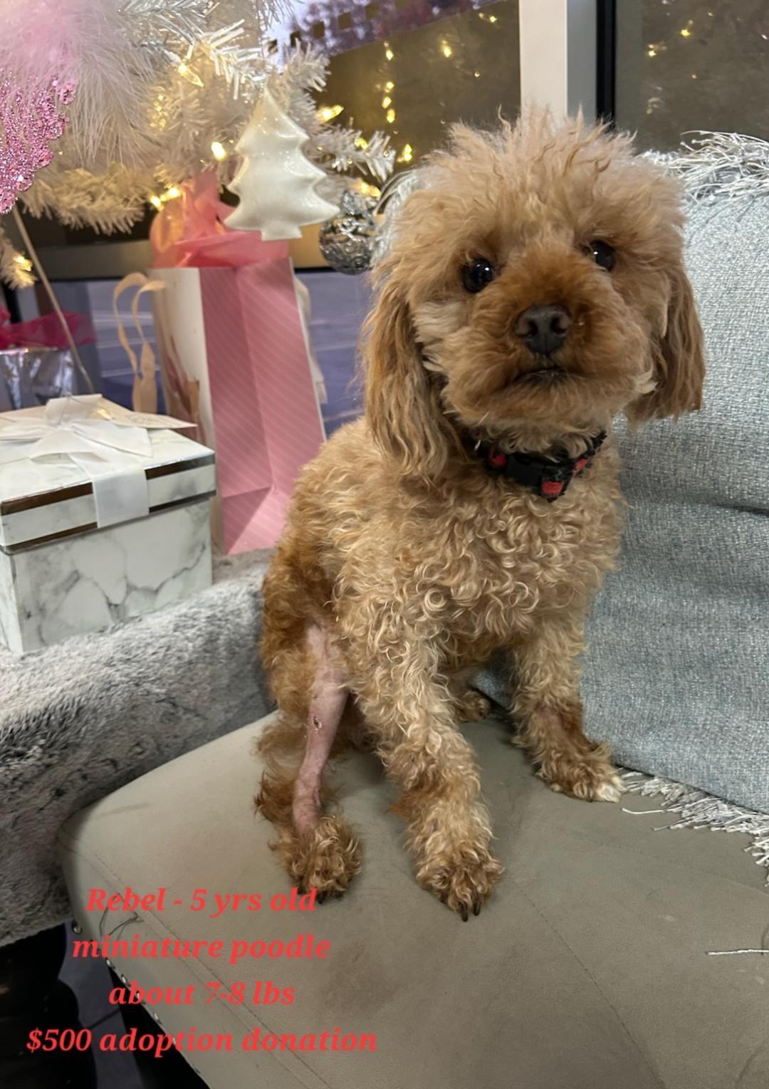 Rebel, ADOPTABLE, Adult Male Poodle.