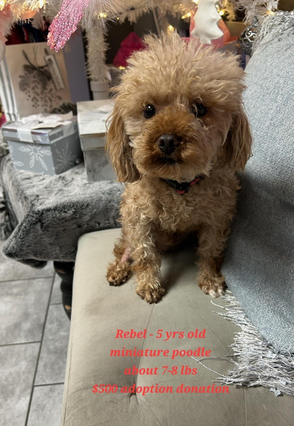 Enlarge Rebel, a ADOPTABLE Poodle in Rockwall, TX image 2/3
