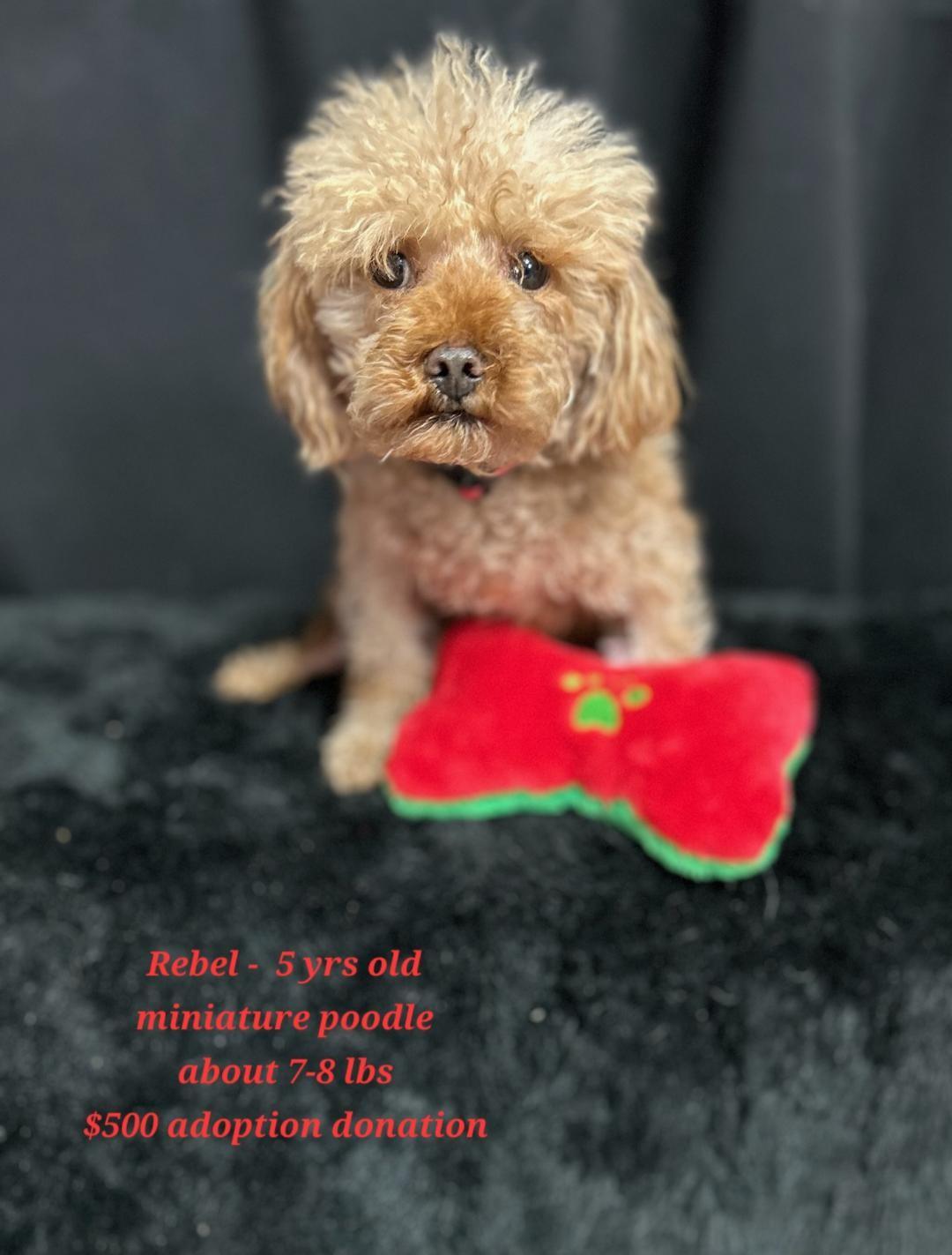 Enlarge Rebel, a ADOPTABLE Poodle in Rockwall, TX image 3/3