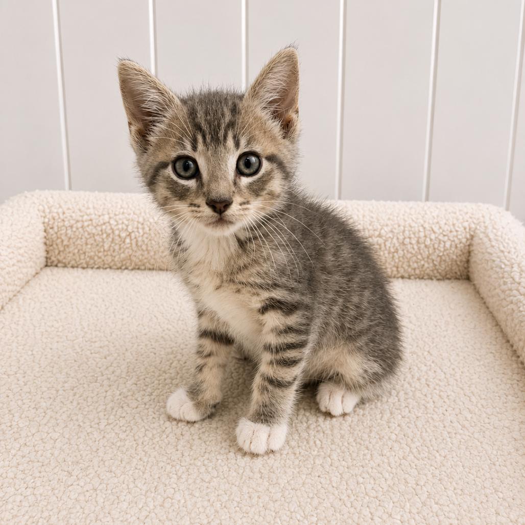 Enlarge Otis, a Adoptable Domestic Short Hair in Redwood Falls, MN image 1/1