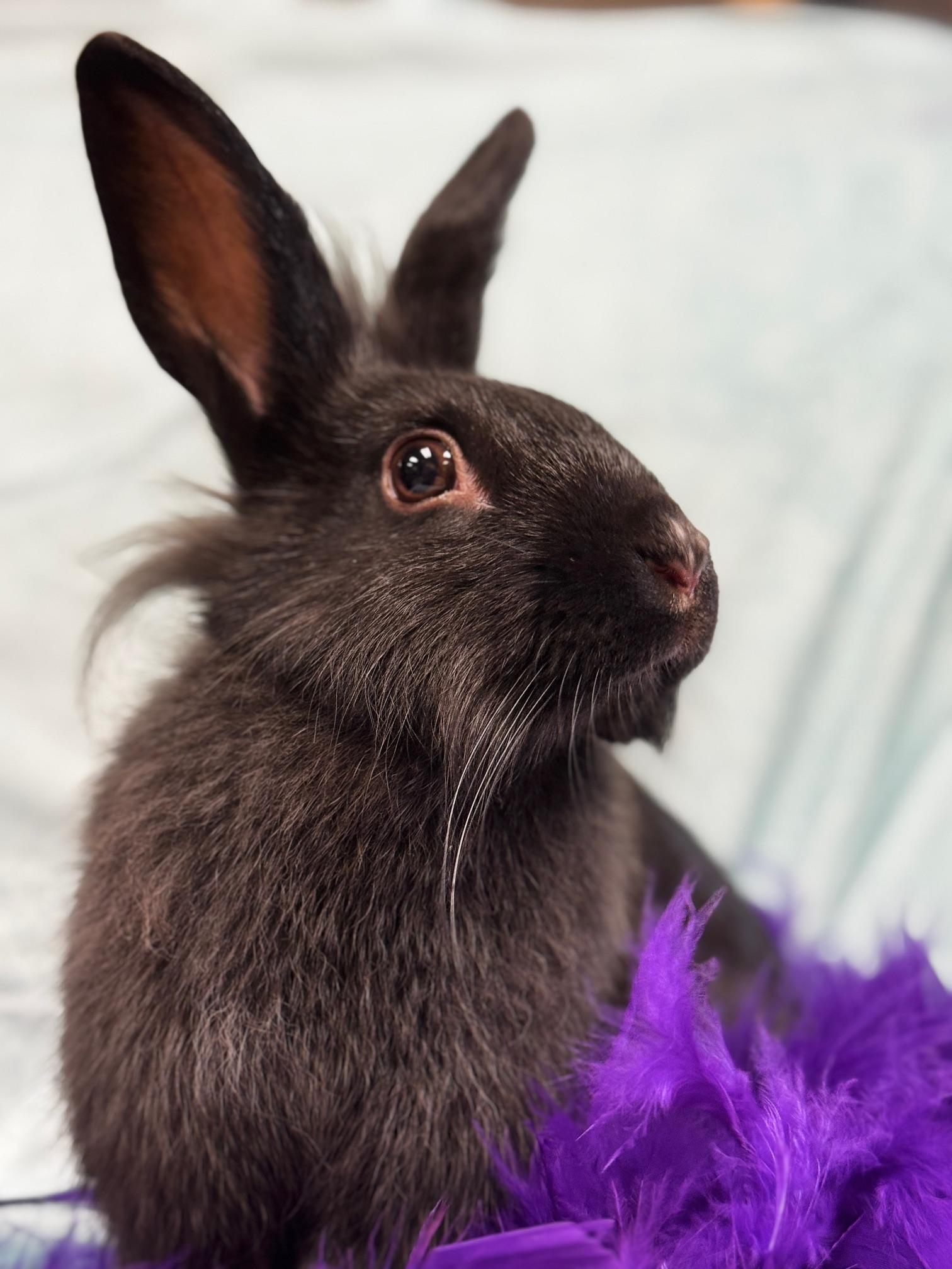 Enlarge Tina, a Adoptable Lionhead in Westerville, OH image 1/5