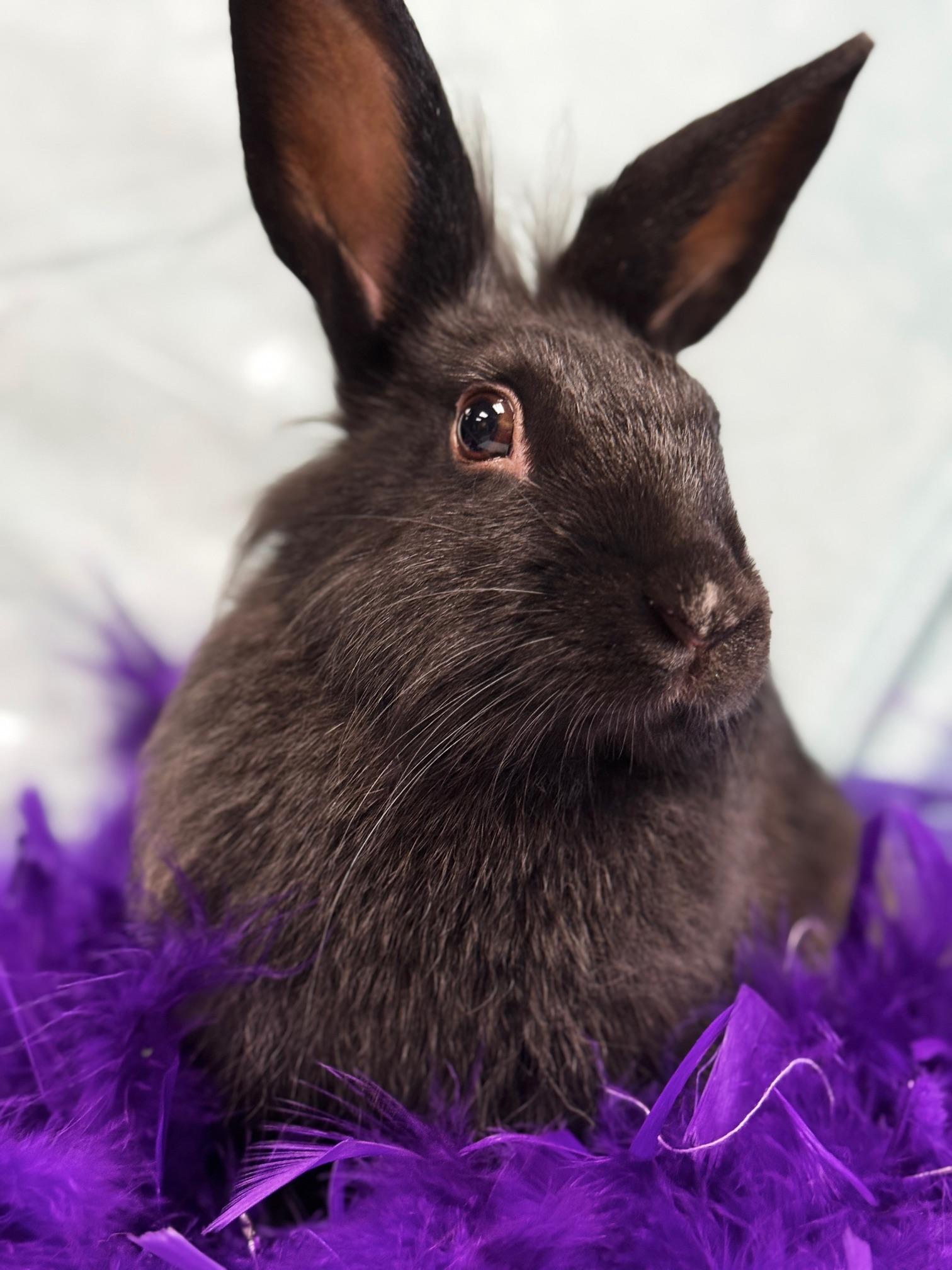 Enlarge Tina, a Adoptable Lionhead in Westerville, OH image 2/5