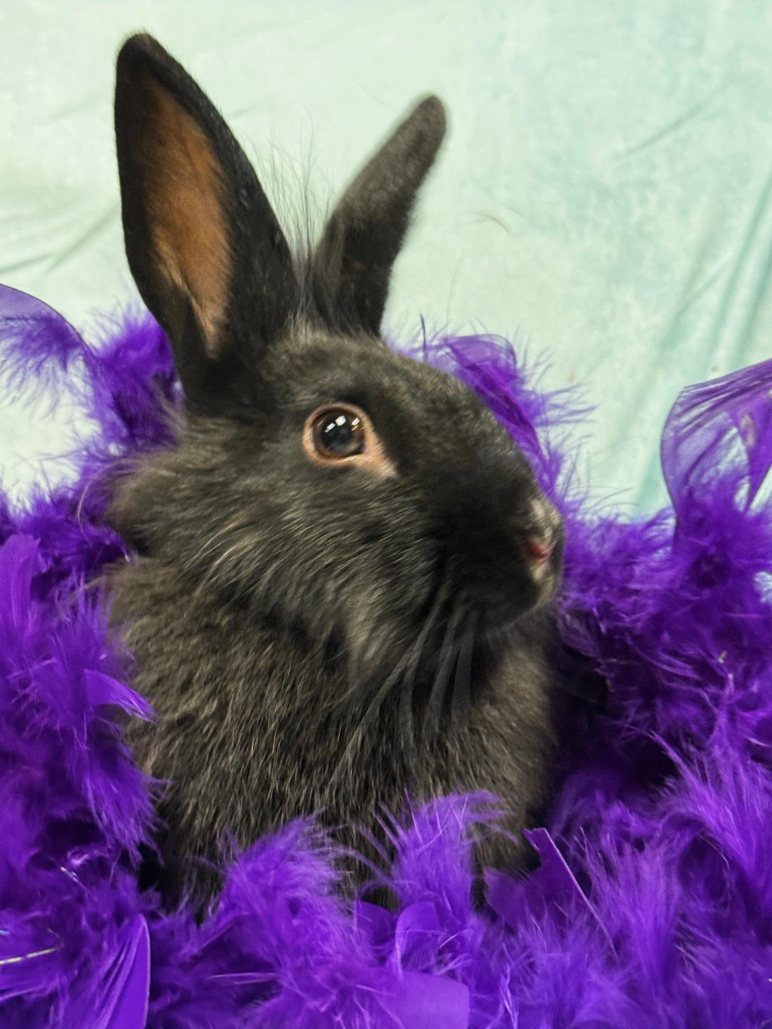 Enlarge Tina, a Adoptable Lionhead in Westerville, OH image 3/5