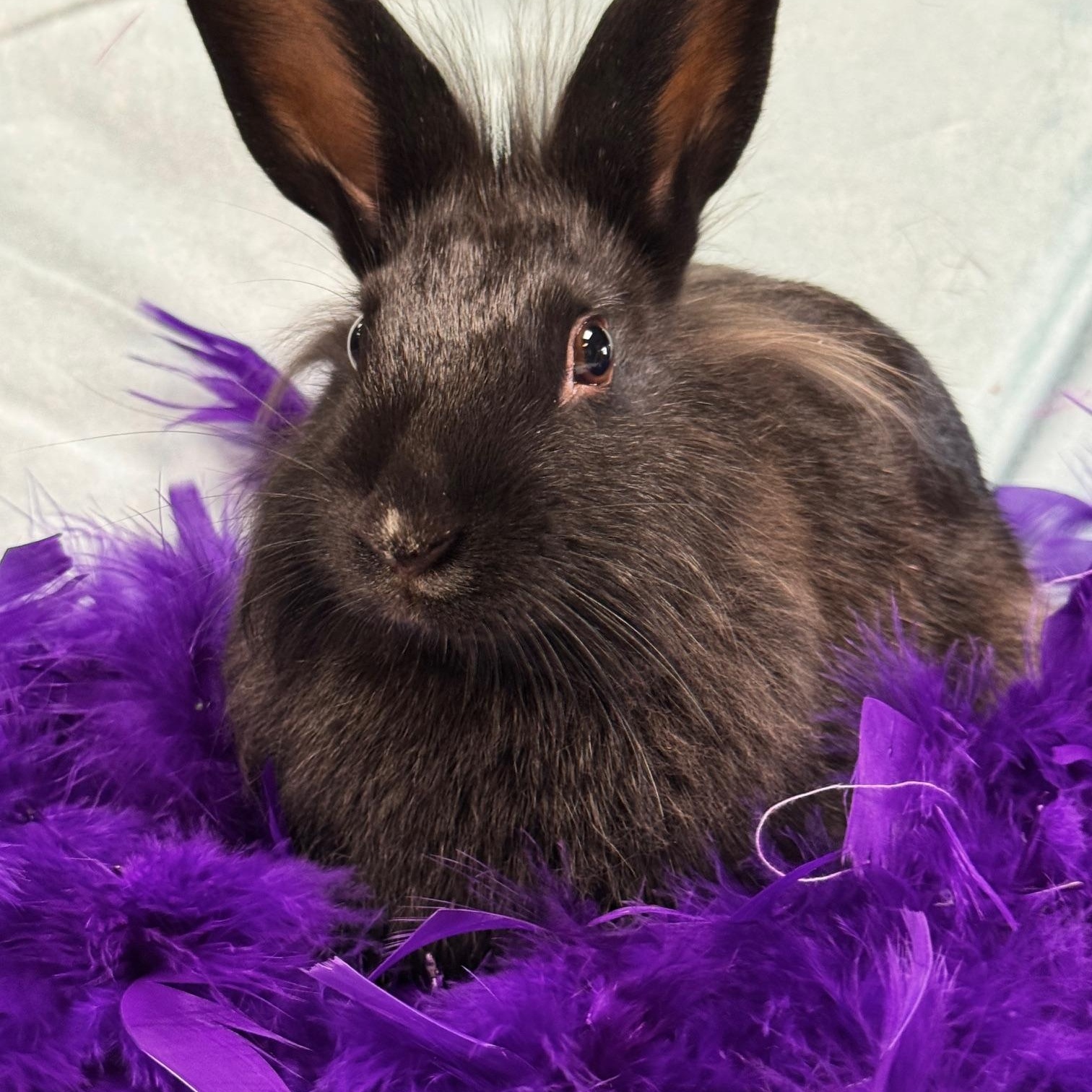 Enlarge Tina, a Adoptable Lionhead in Westerville, OH image 4/5