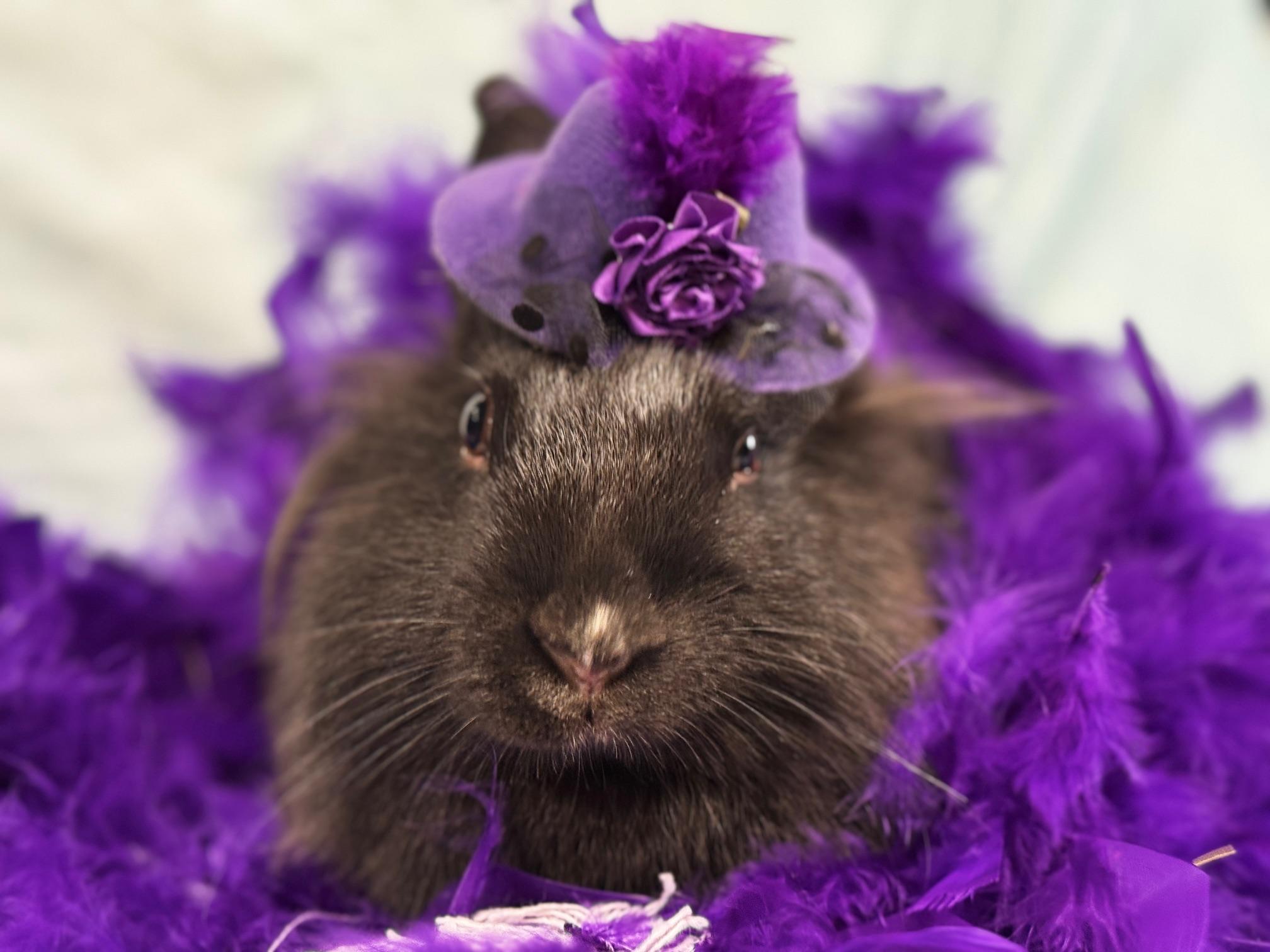 Enlarge Tina, a Adoptable Lionhead in Westerville, OH image 5/5