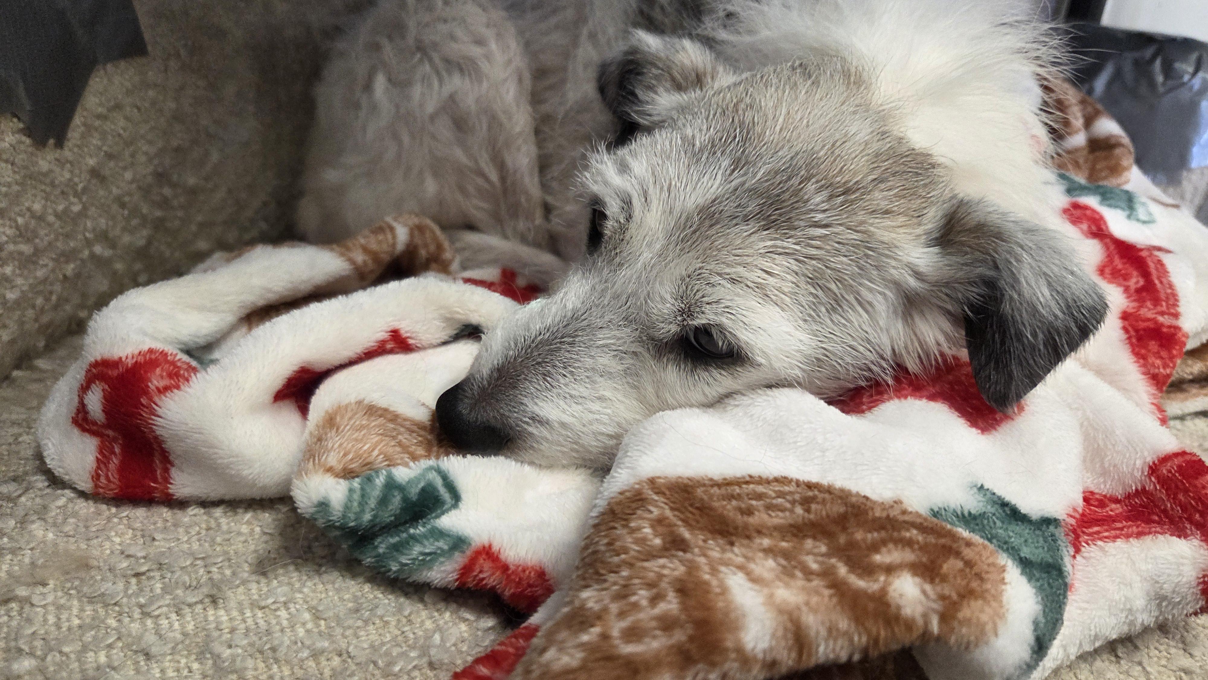 Enlarge Tara, a ADOPTABLE mixed breed in Bel Air, MD image 2/2