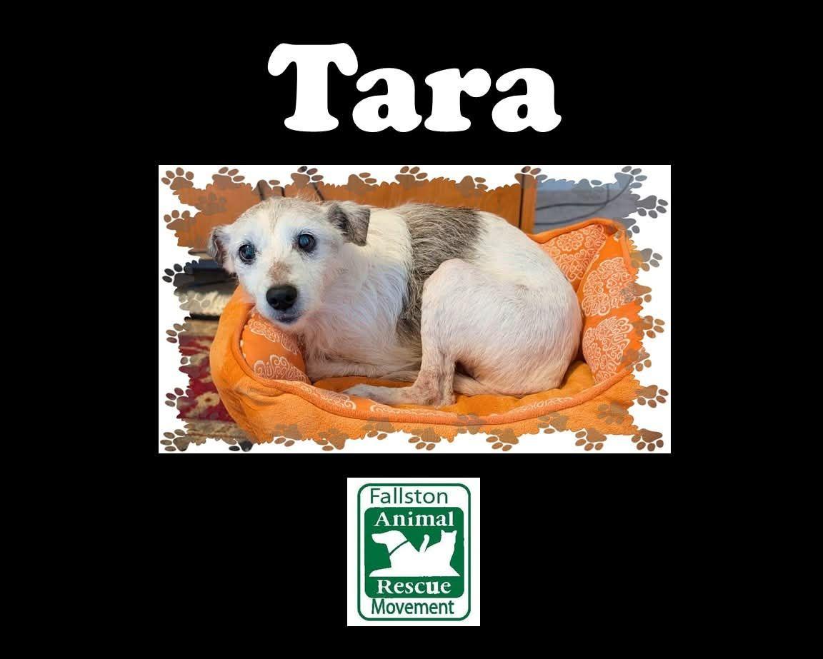 Enlarge Tara, a ADOPTABLE mixed breed in Bel Air, MD image 1/2