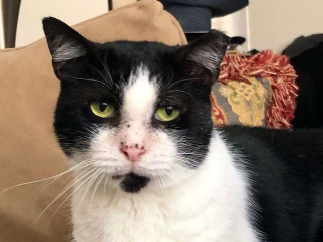 Cielo, a Adoptable mixed breed in New York, NY image 1/10