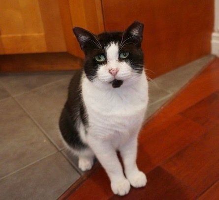 Cielo, an adoptable Domestic Short Hair in New York, NY, 10019 | Photo Image 4