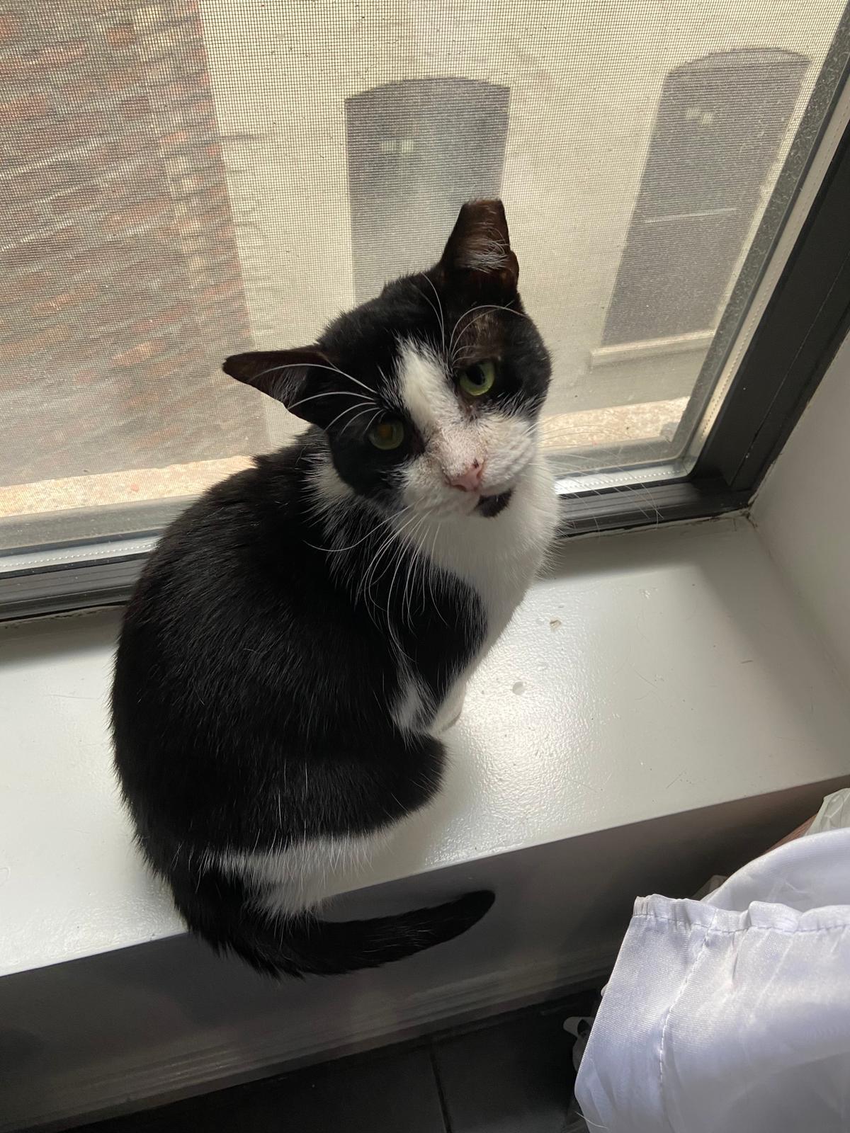 Cielo, an adoptable Domestic Short Hair in New York, NY, 10019 | Photo Image 3