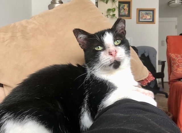 Cielo, a Adoptable mixed breed in New York, NY image 4/10