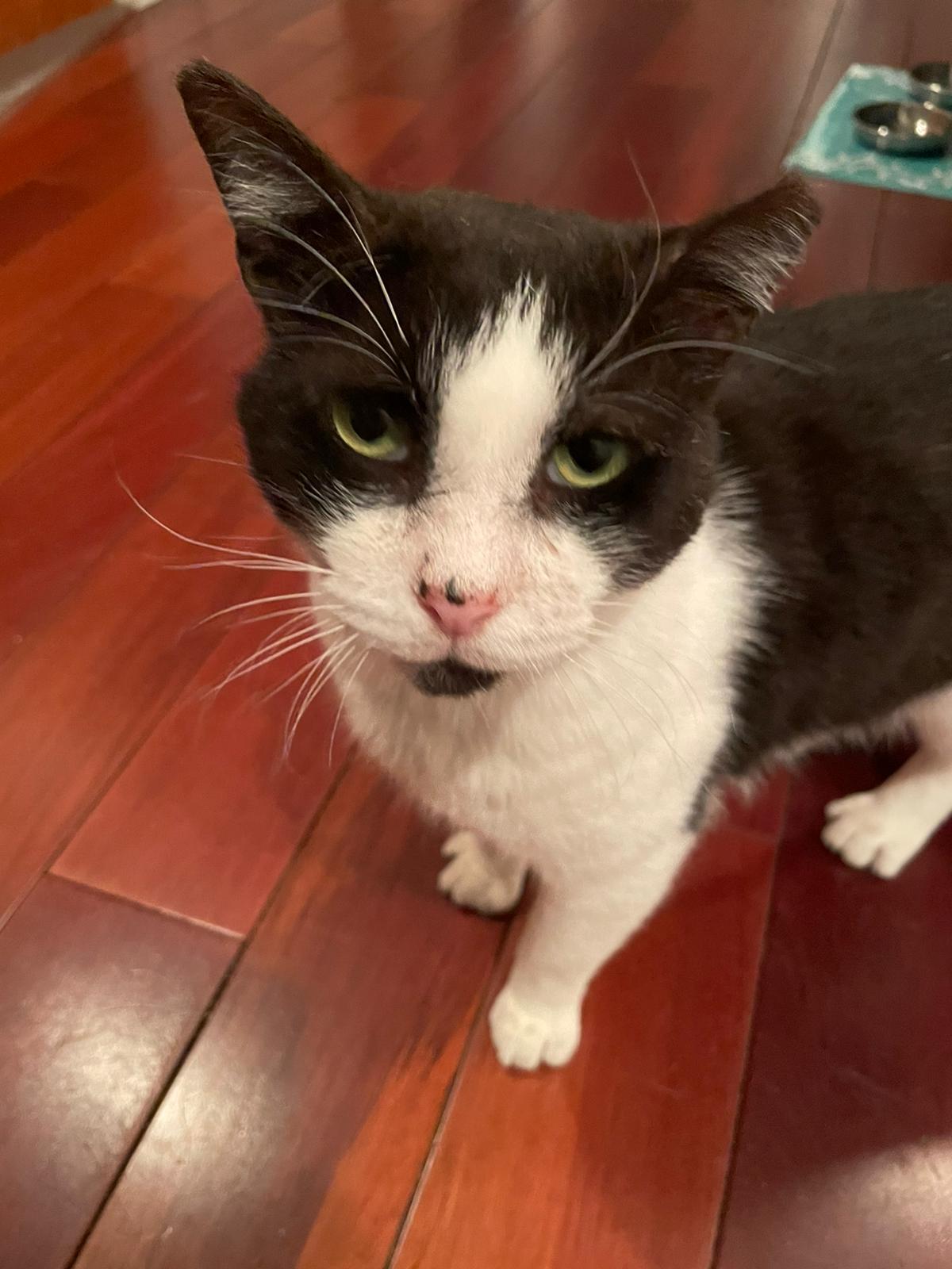 Cielo, an adoptable Domestic Short Hair in New York, NY, 10019 | Photo Image 2