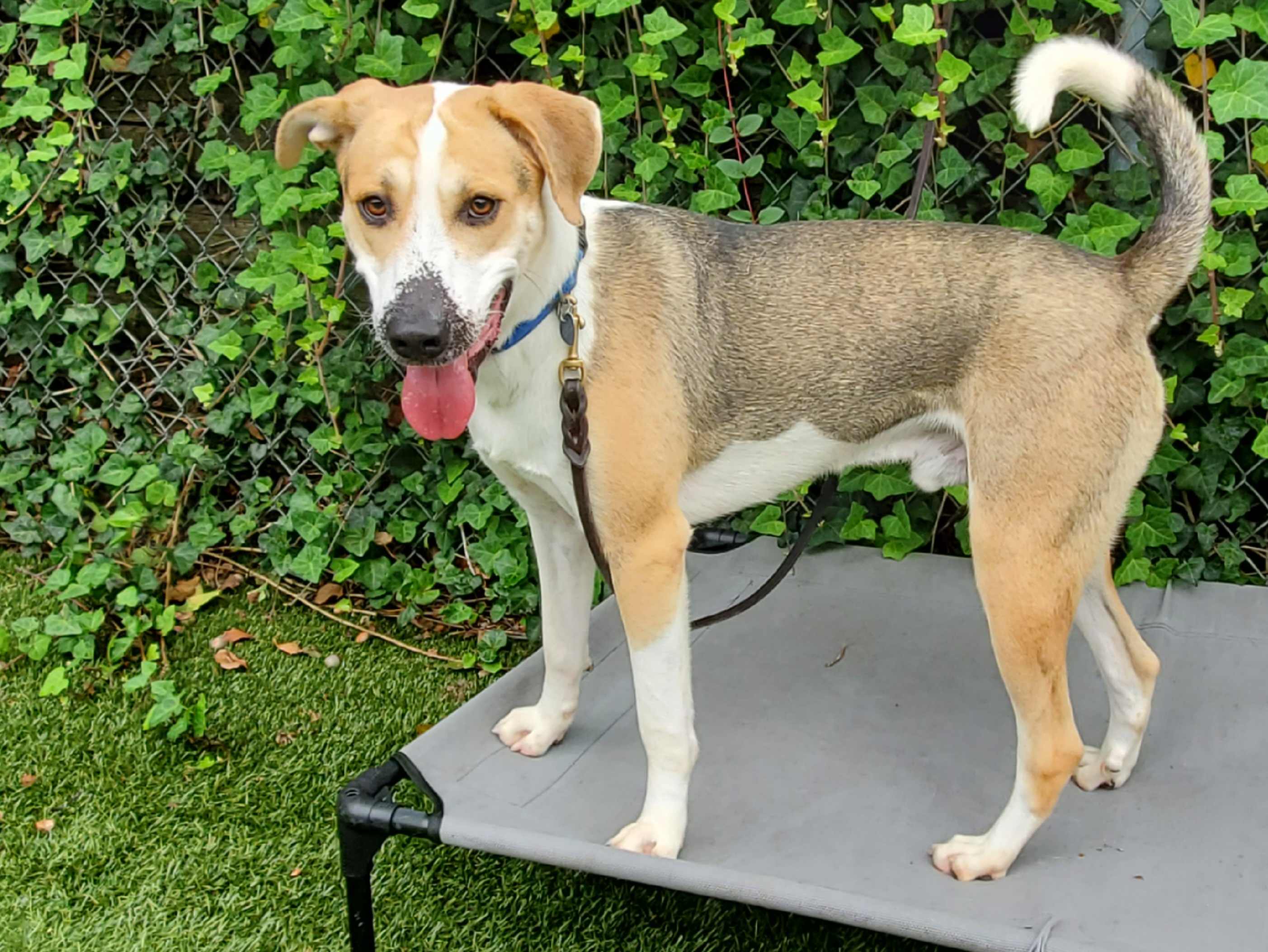 Enlarge Obi, a Adoptable mixed breed in Port Washington, NY image 1/5