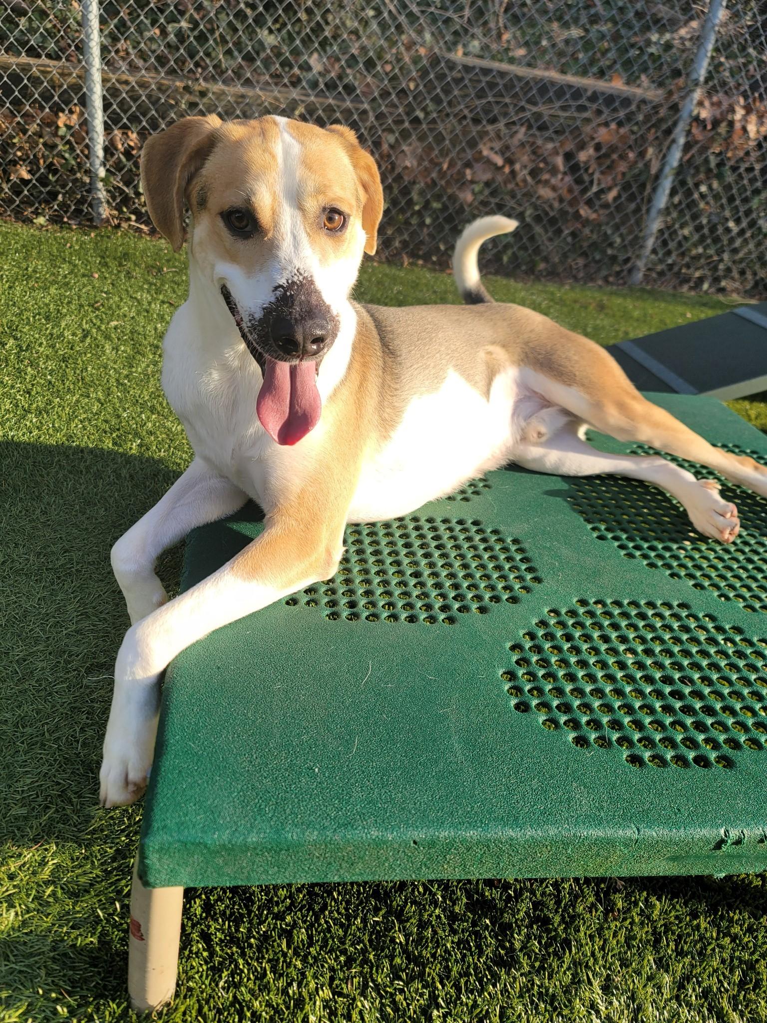 Enlarge Obi, a Adoptable mixed breed in Port Washington, NY image 2/5