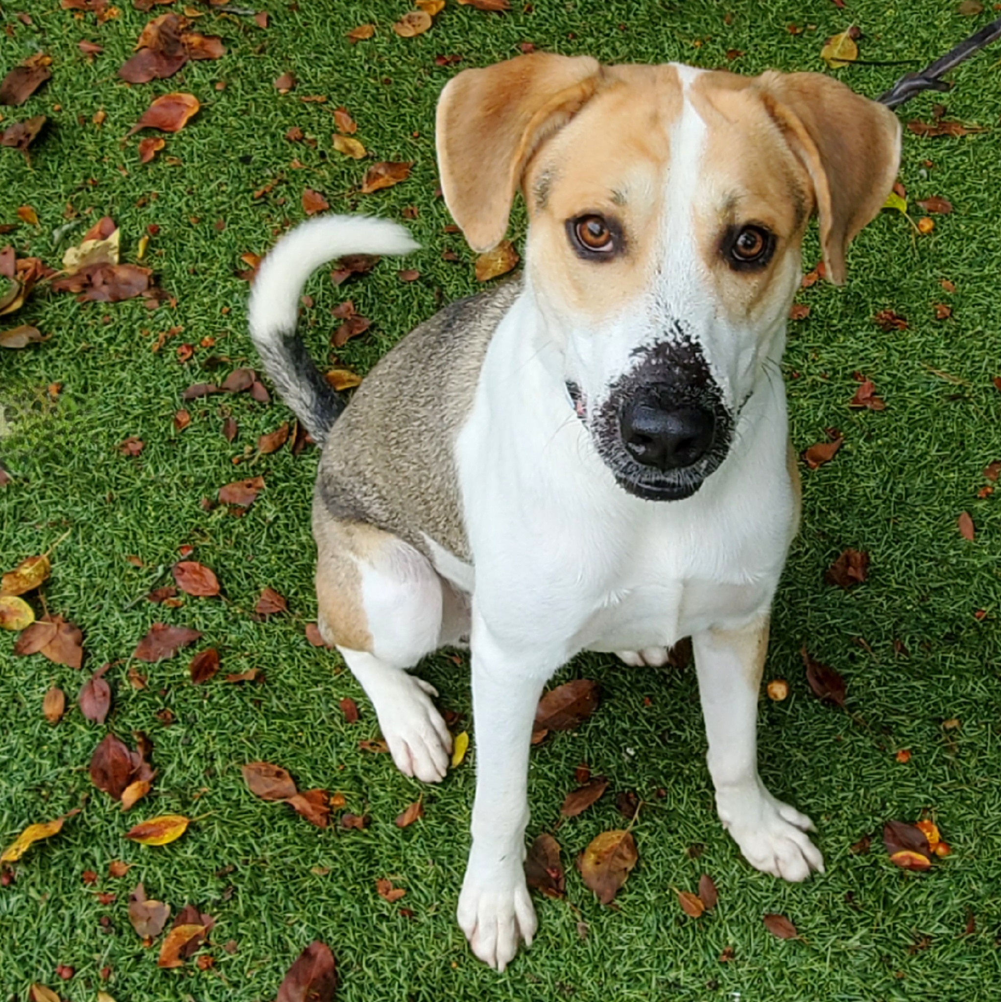 Enlarge Obi, a Adoptable mixed breed in Port Washington, NY image 3/5