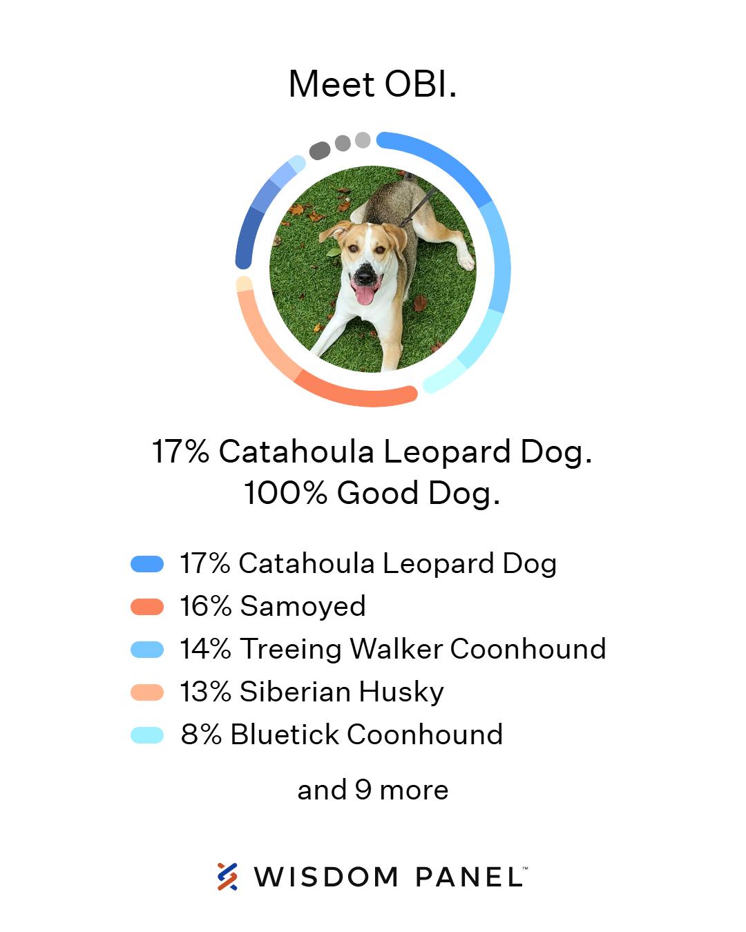 Enlarge Obi, a Adoptable mixed breed in Port Washington, NY image 4/5