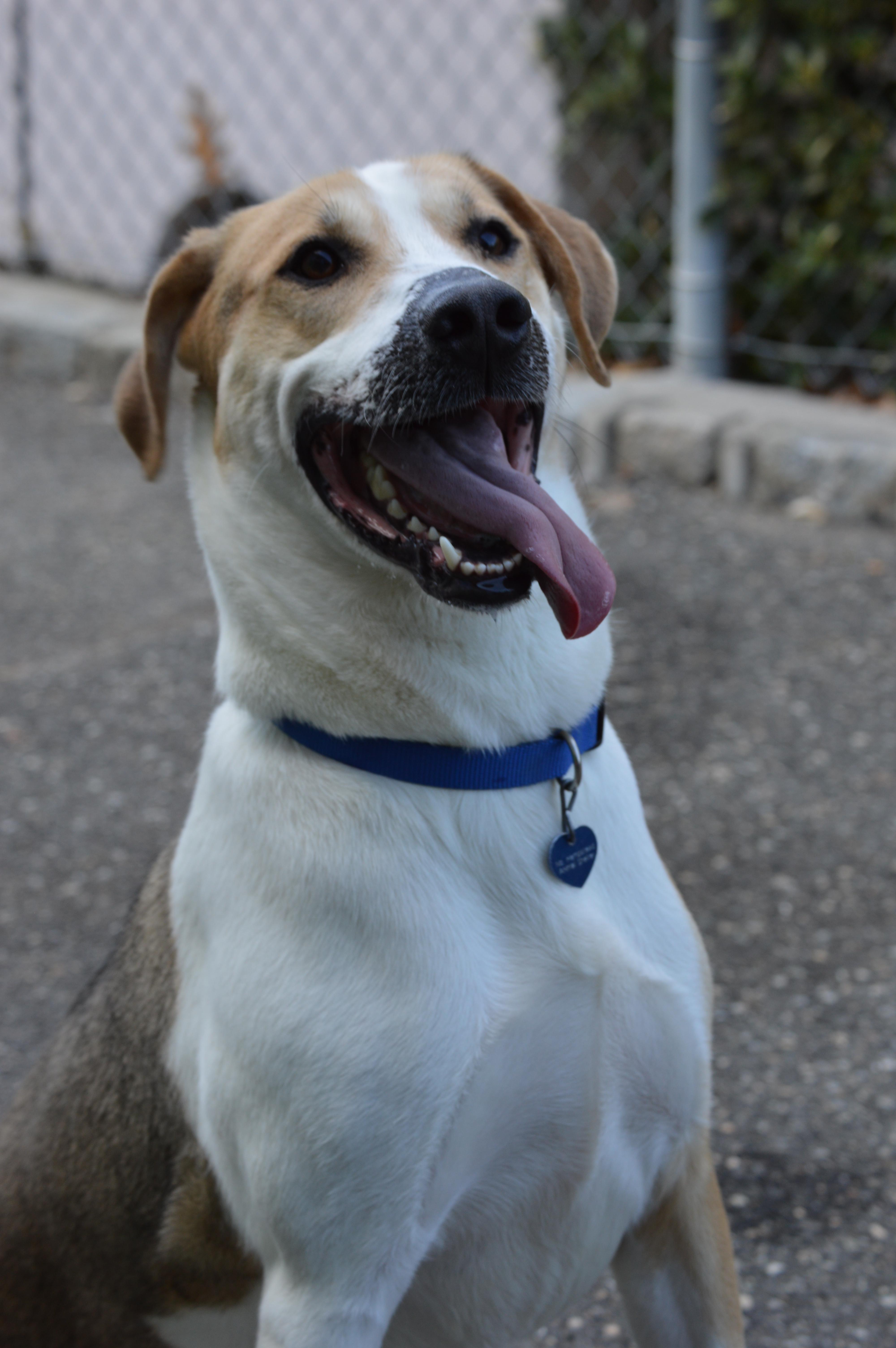 Enlarge Obi, a Adoptable mixed breed in Port Washington, NY image 4/5